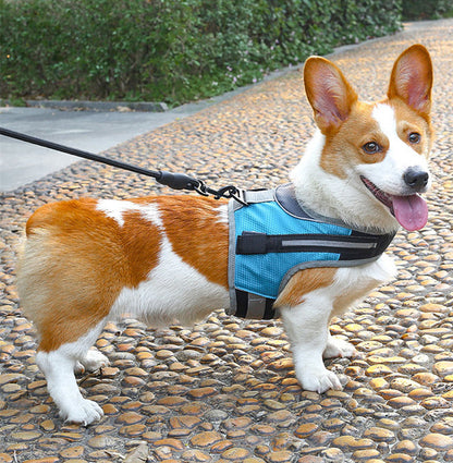 Pet dog leash - Pet Parade Point