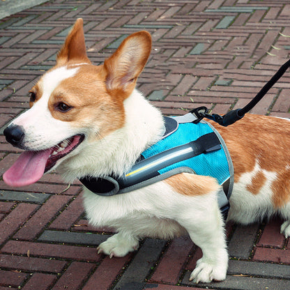 Pet dog leash - Pet Parade Point